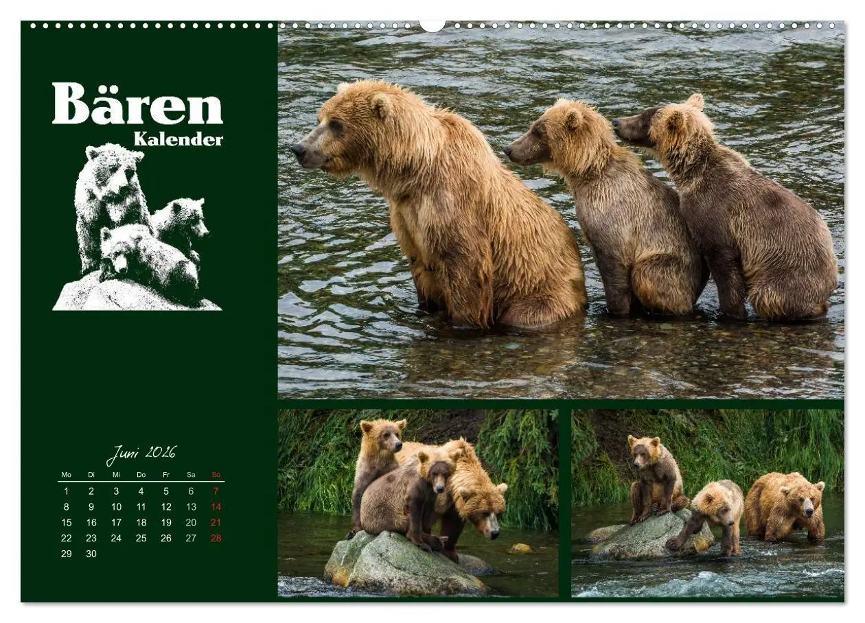 Bild: 9783516217407 | Bärenkalender (hochwertiger Premium Wandkalender 2026 DIN A2 quer),...