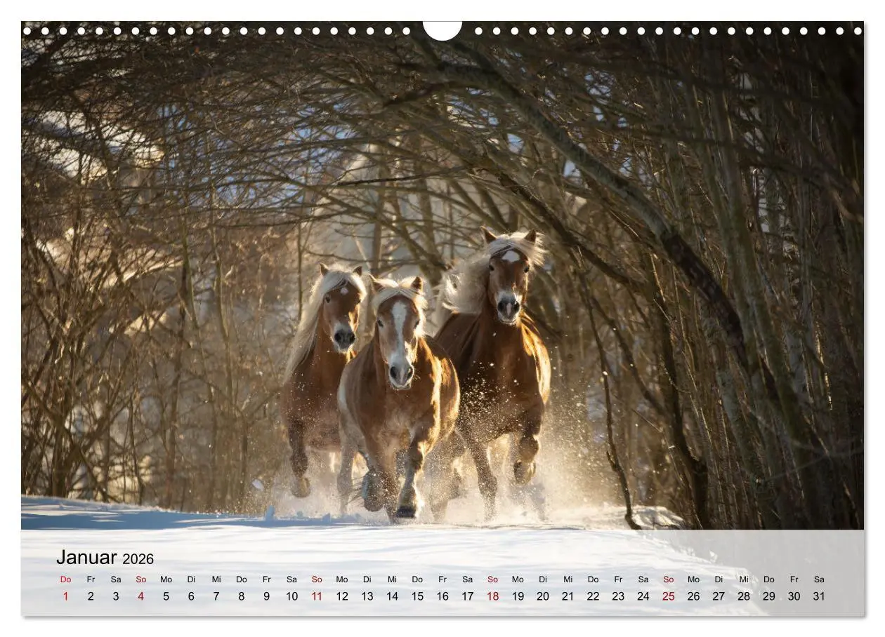 Bild: 9783457667507 | Pferde 2026 Kraft und Anmut (Wandkalender 2026 DIN A3 quer),...