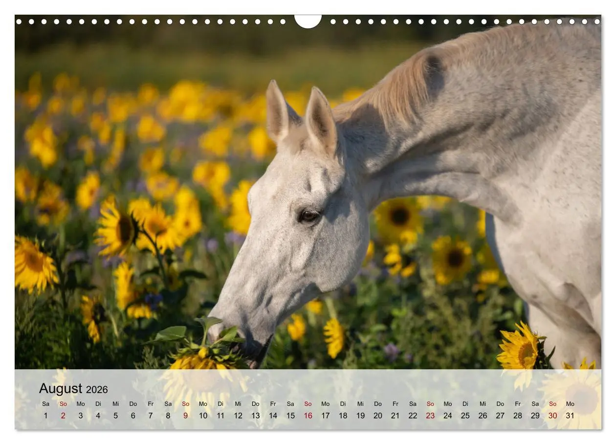 Bild: 9783457667507 | Pferde 2026 Kraft und Anmut (Wandkalender 2026 DIN A3 quer),...