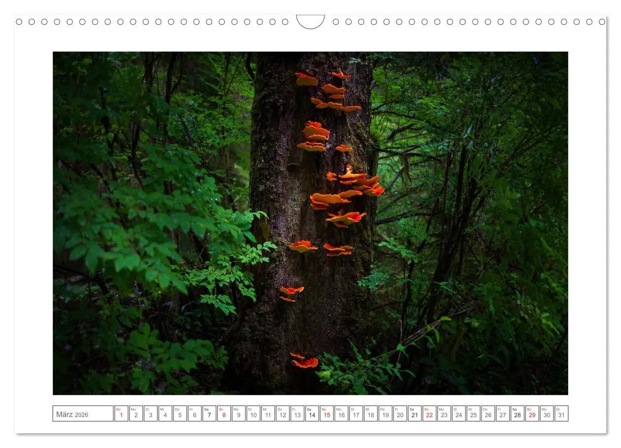 Bild: 9783457977507 | Vancouver Island (Wandkalender 2026 DIN A3 quer), CALVENDO...