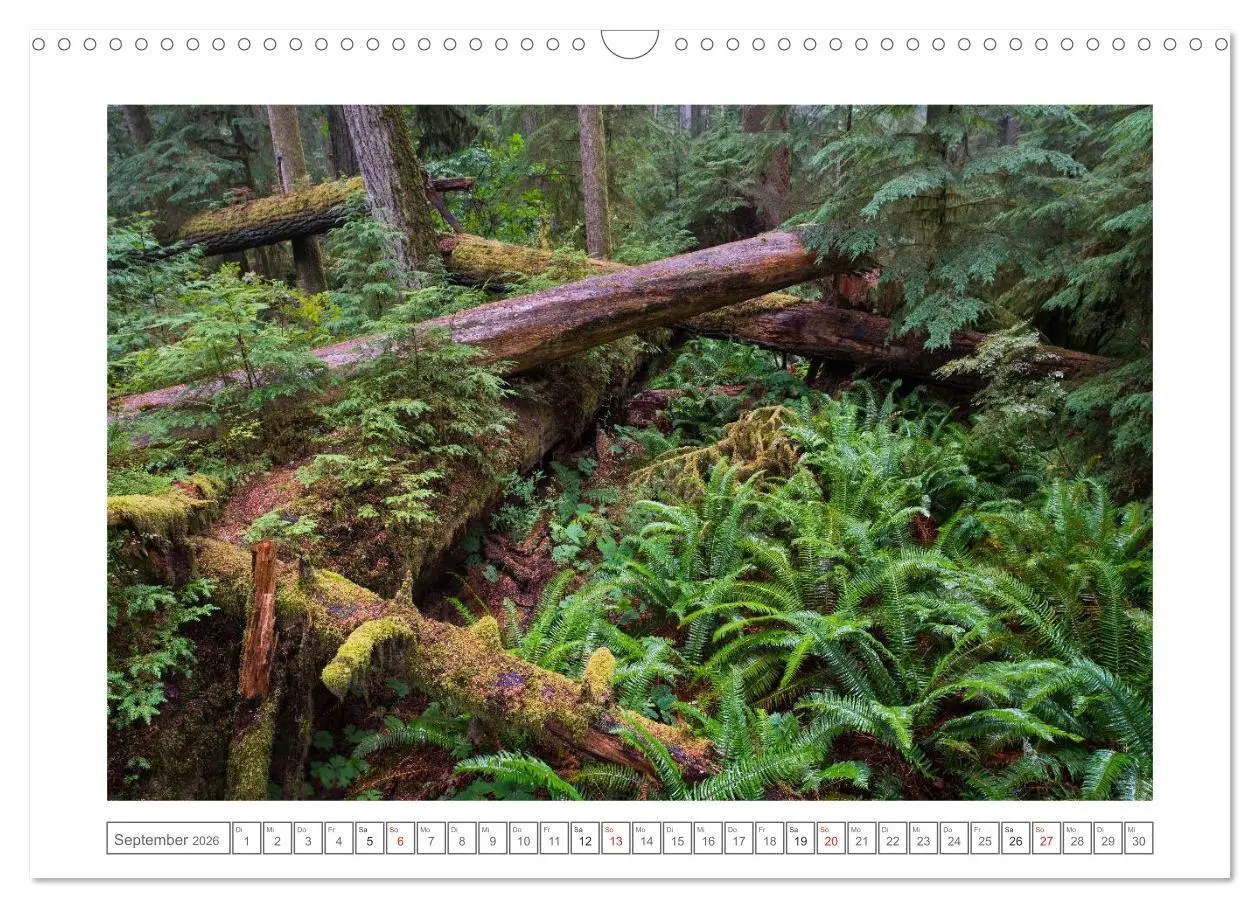 Bild: 9783457977507 | Vancouver Island (Wandkalender 2026 DIN A3 quer), CALVENDO...