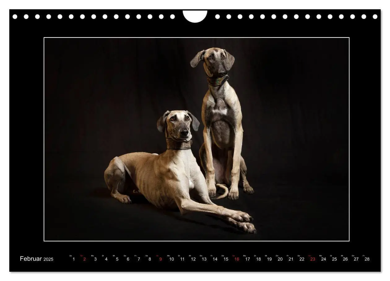 Bild: 9783435177707 | Windhunde - Schnelle Schönheiten (Wandkalender 2025 DIN A4 quer),...