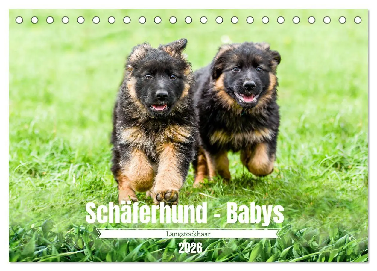 Cover: 9783457518007 | Langstockhaar - Schäferhund - Babys (Tischkalender 2026 DIN A5...