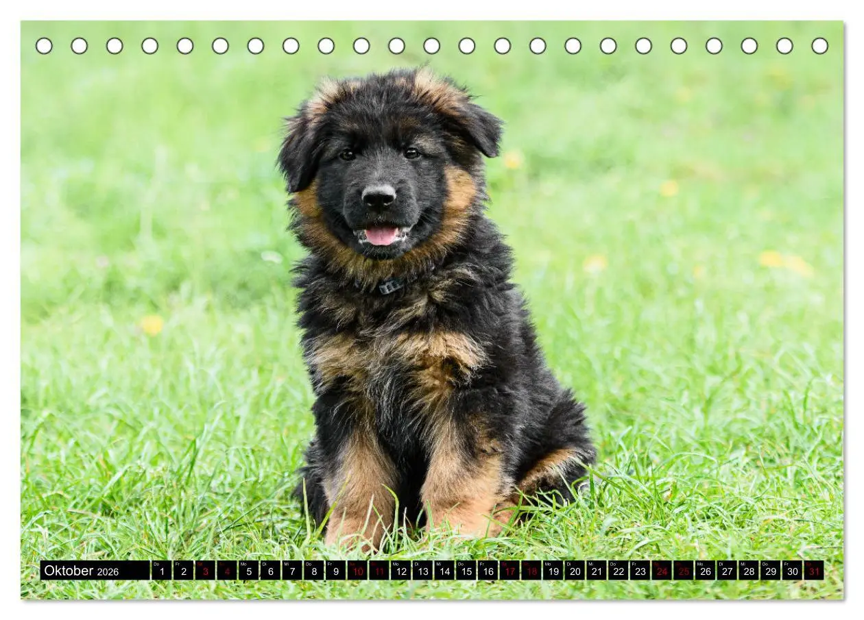 Bild: 9783457518007 | Langstockhaar - Schäferhund - Babys (Tischkalender 2026 DIN A5...