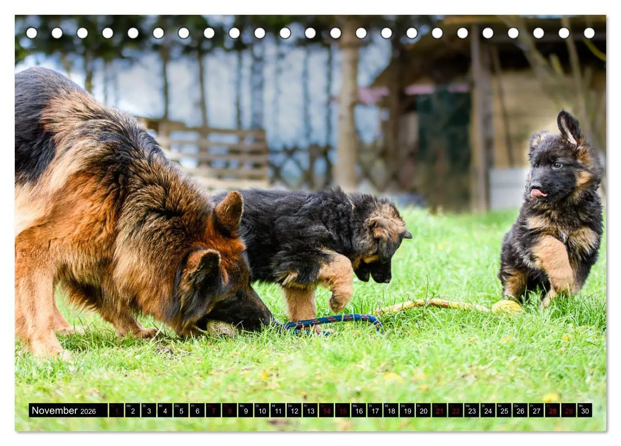 Bild: 9783457518007 | Langstockhaar - Schäferhund - Babys (Tischkalender 2026 DIN A5...