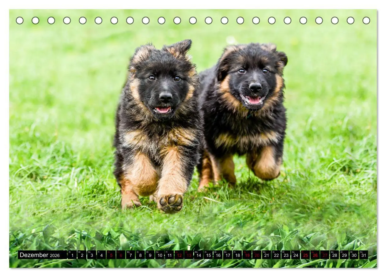 Bild: 9783457518007 | Langstockhaar - Schäferhund - Babys (Tischkalender 2026 DIN A5...