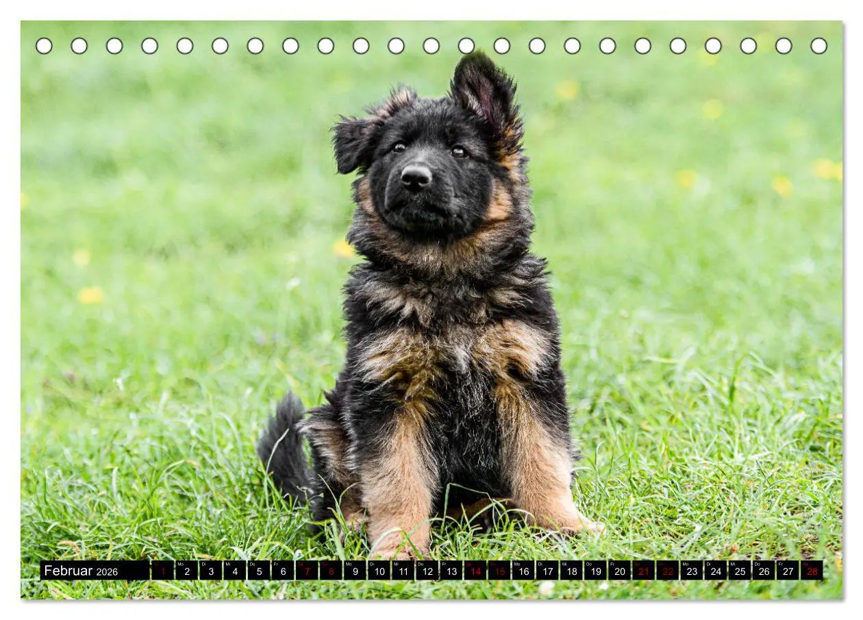 Bild: 9783457518007 | Langstockhaar - Schäferhund - Babys (Tischkalender 2026 DIN A5...