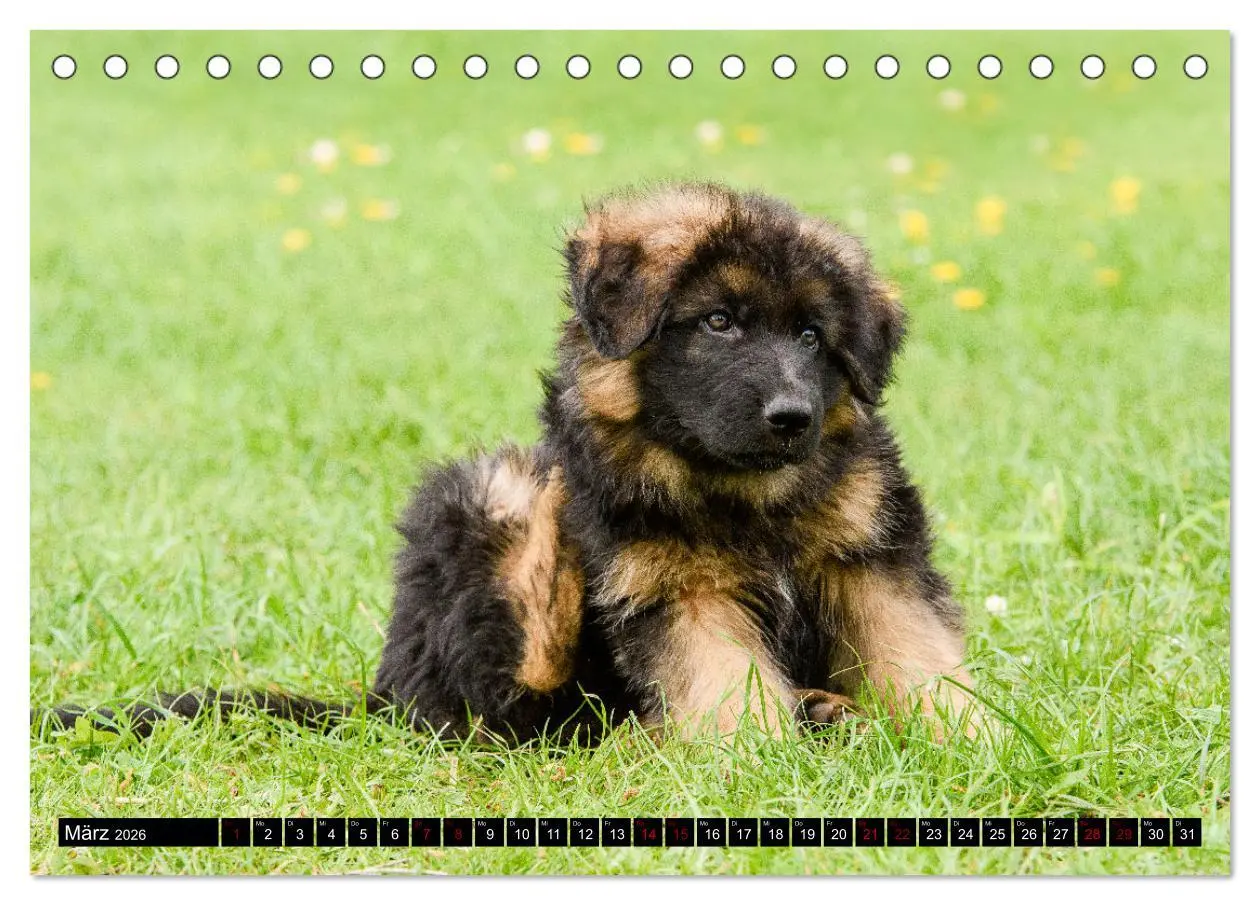 Bild: 9783457518007 | Langstockhaar - Schäferhund - Babys (Tischkalender 2026 DIN A5...