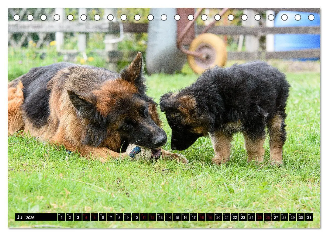 Bild: 9783457518007 | Langstockhaar - Schäferhund - Babys (Tischkalender 2026 DIN A5...
