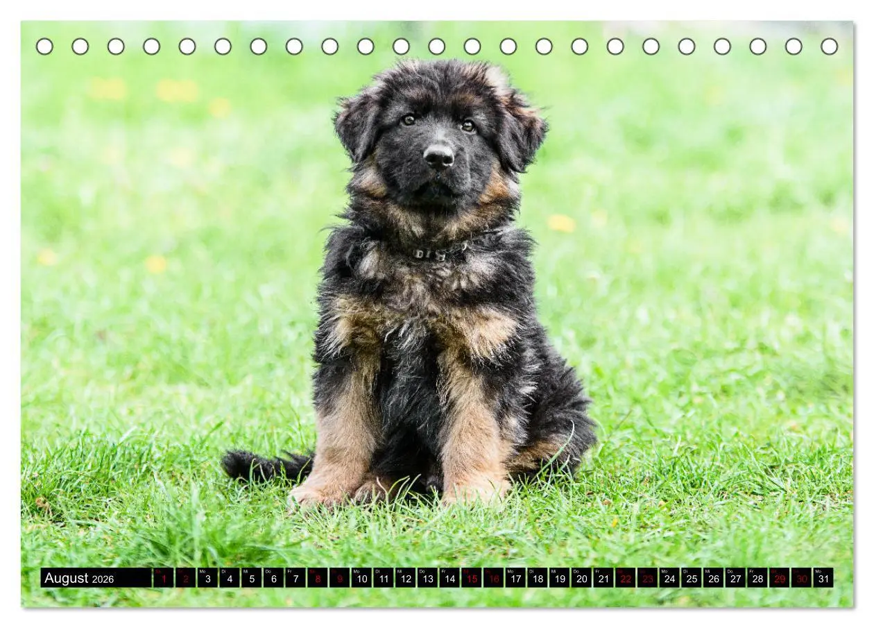 Bild: 9783457518007 | Langstockhaar - Schäferhund - Babys (Tischkalender 2026 DIN A5...