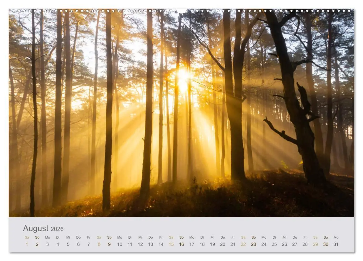 Bild: 9783457688007 | Augenblicke im Pfälzerwald (hochwertiger Premium Wandkalender 2026...