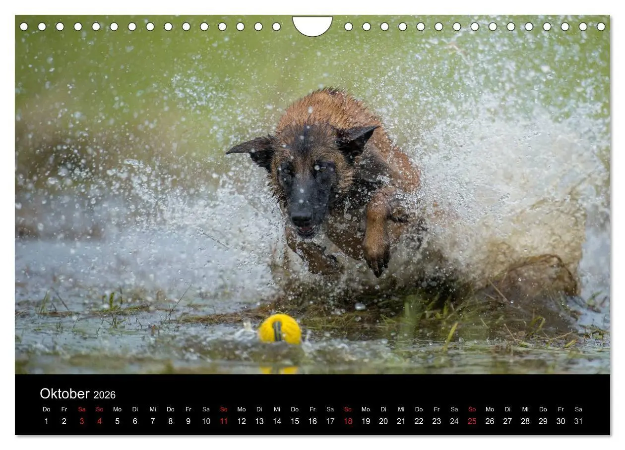 Bild: 9783516078107 | Belgischer Schäferhund - Der Malinois in Action (Wandkalender 2026...