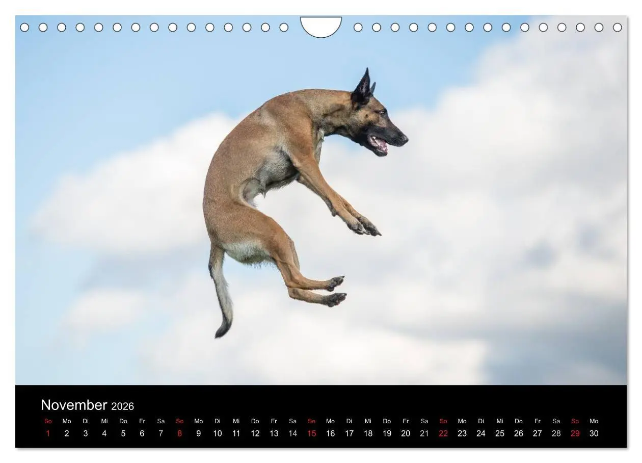 Bild: 9783516078107 | Belgischer Schäferhund - Der Malinois in Action (Wandkalender 2026...