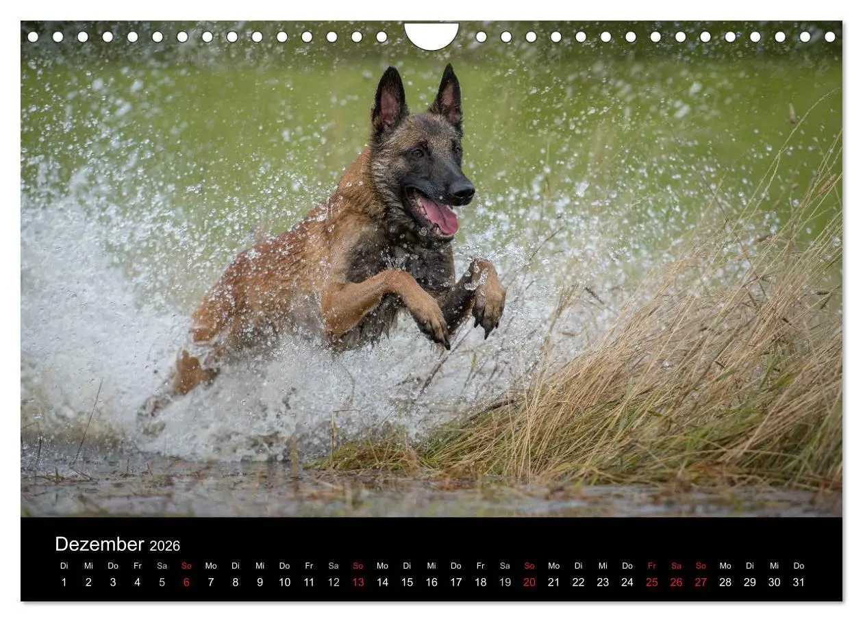 Bild: 9783516078107 | Belgischer Schäferhund - Der Malinois in Action (Wandkalender 2026...