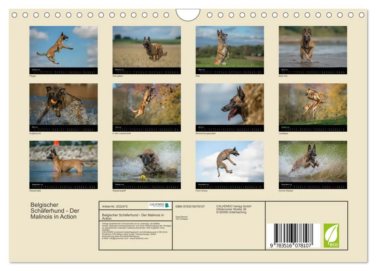 Bild: 9783516078107 | Belgischer Schäferhund - Der Malinois in Action (Wandkalender 2026...