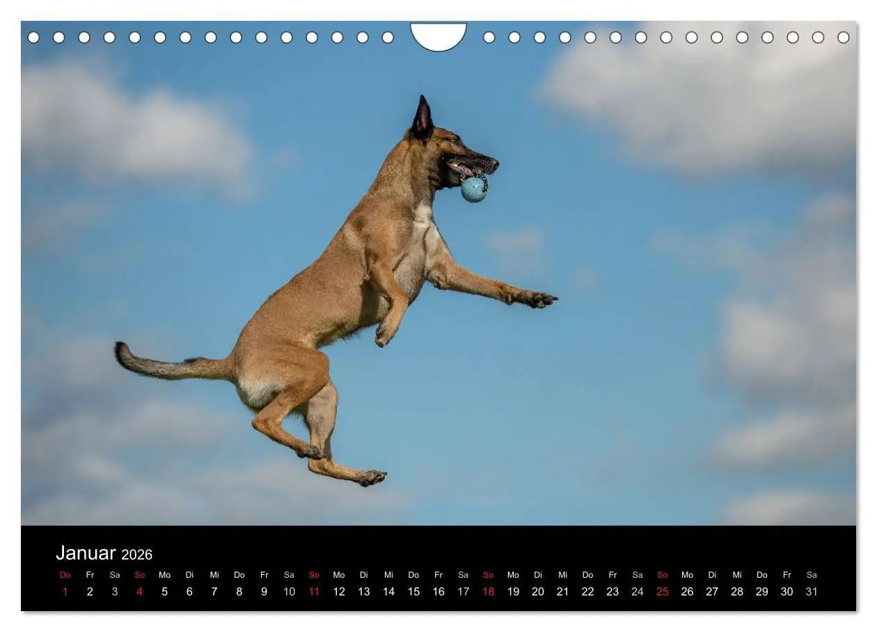 Bild: 9783516078107 | Belgischer Schäferhund - Der Malinois in Action (Wandkalender 2026...