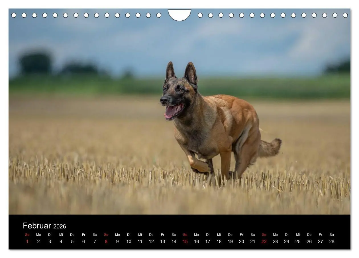 Bild: 9783516078107 | Belgischer Schäferhund - Der Malinois in Action (Wandkalender 2026...