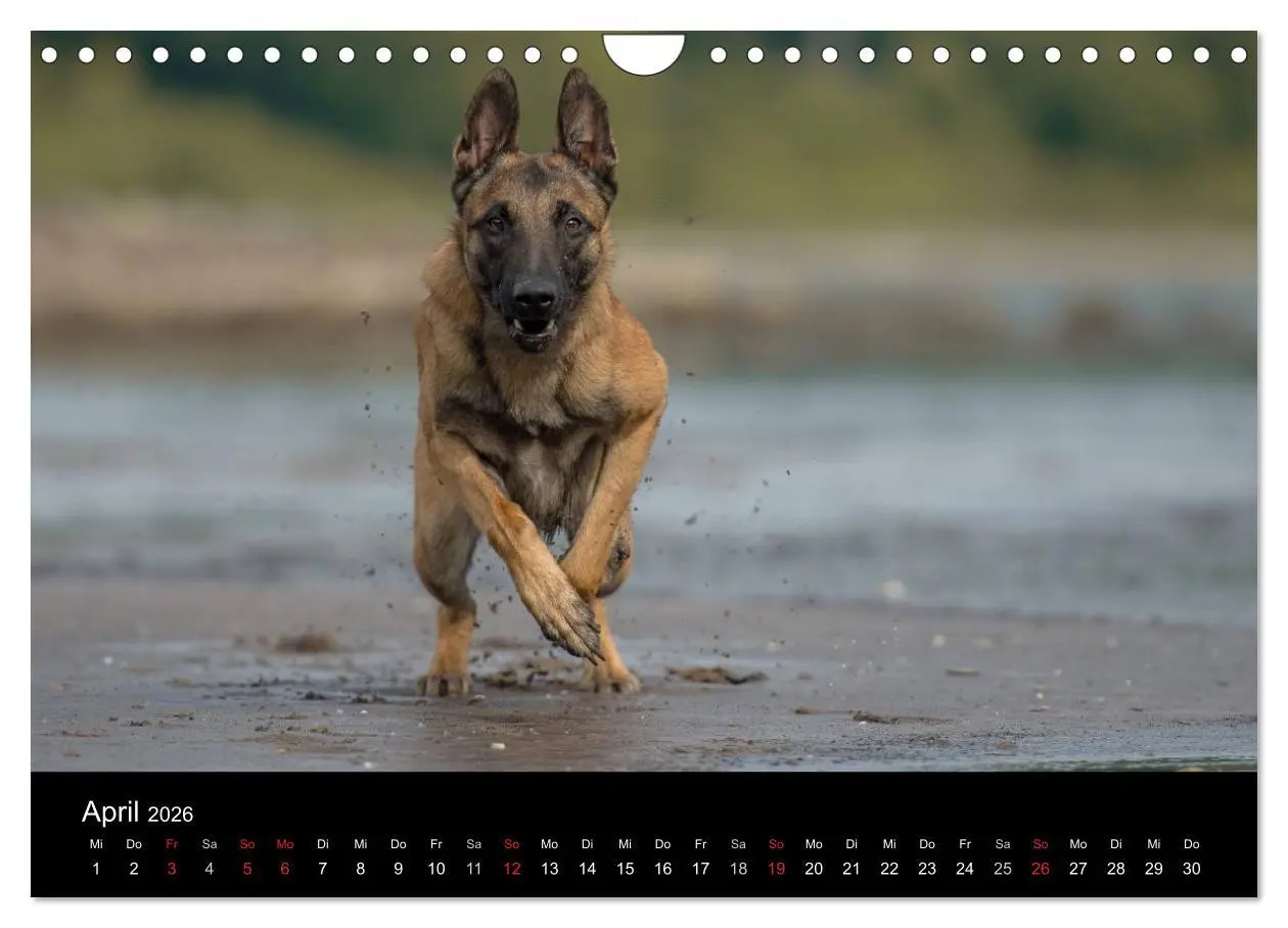 Bild: 9783516078107 | Belgischer Schäferhund - Der Malinois in Action (Wandkalender 2026...