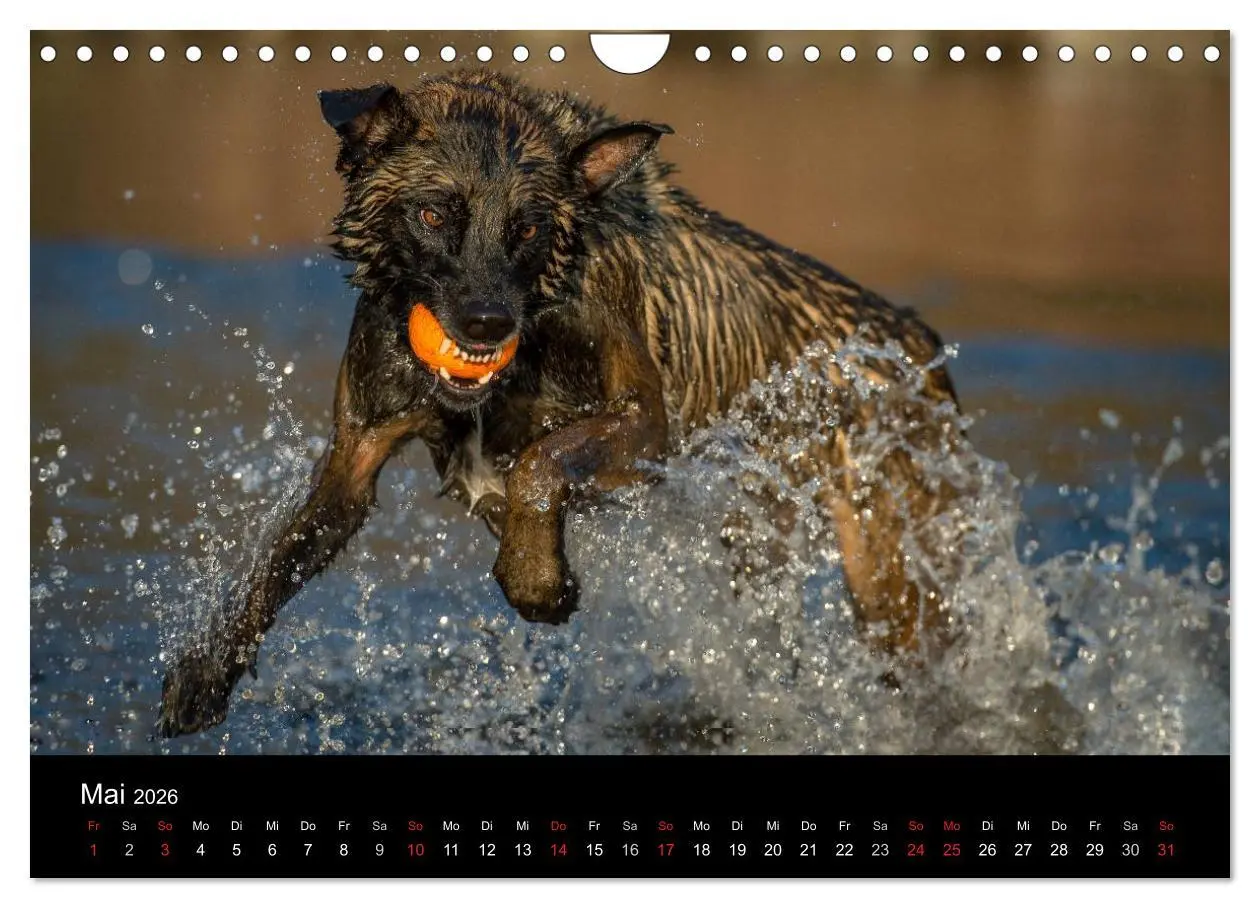 Bild: 9783516078107 | Belgischer Schäferhund - Der Malinois in Action (Wandkalender 2026...
