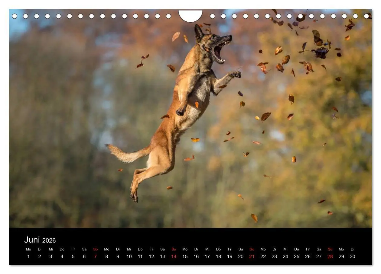 Bild: 9783516078107 | Belgischer Schäferhund - Der Malinois in Action (Wandkalender 2026...