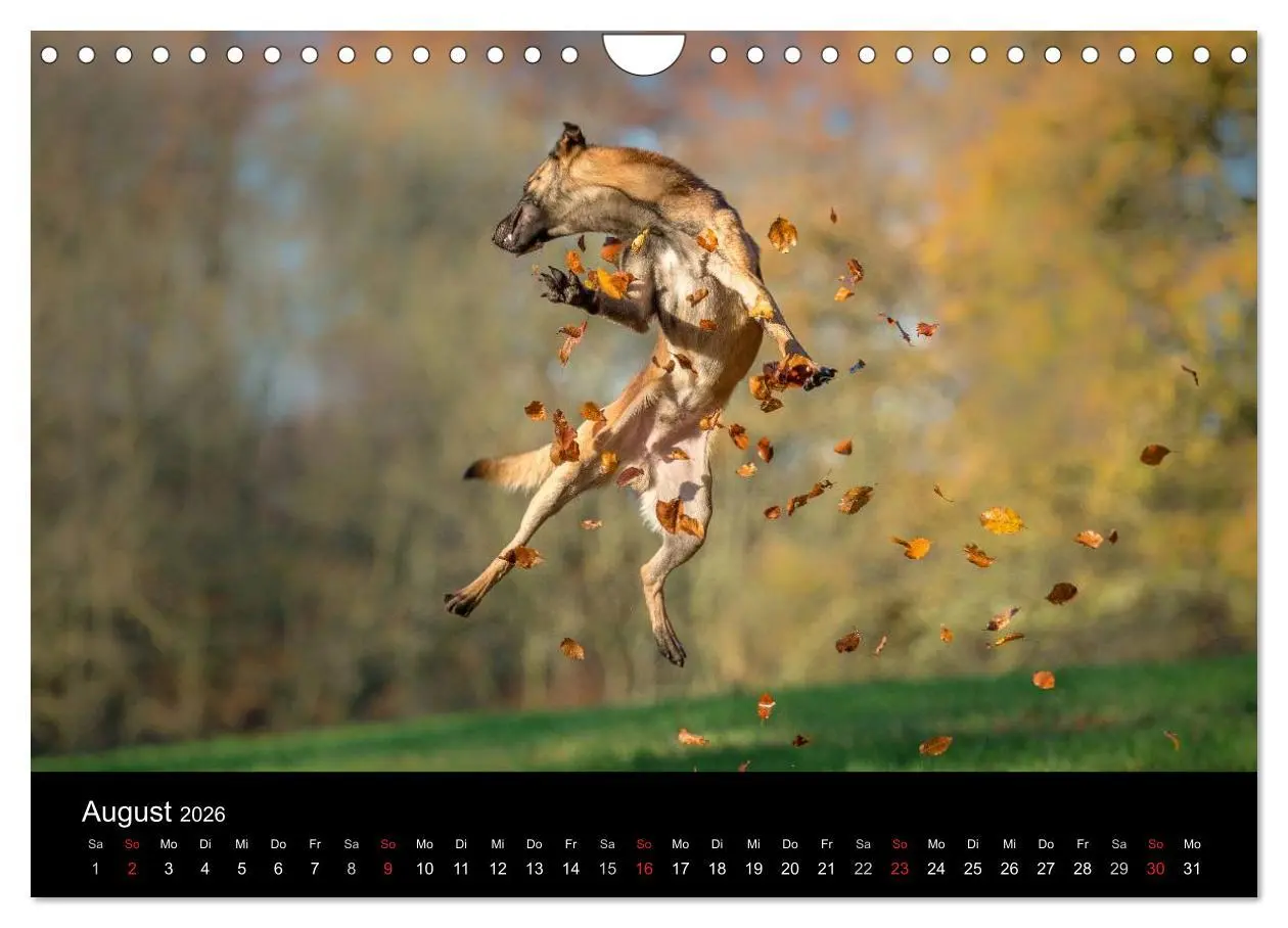 Bild: 9783516078107 | Belgischer Schäferhund - Der Malinois in Action (Wandkalender 2026...