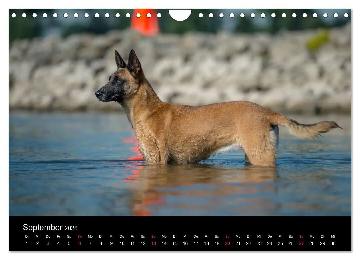 Bild: 9783516078107 | Belgischer Schäferhund - Der Malinois in Action (Wandkalender 2026...