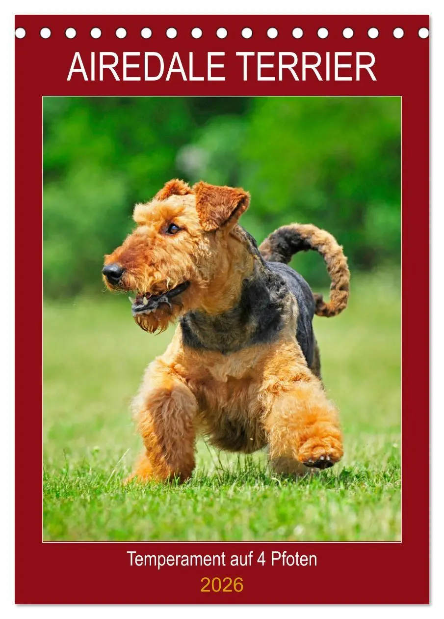 Cover: 9783516388107 | Airedale Terrier - Temperament auf 4 Pfoten (Tischkalender 2026 DIN...