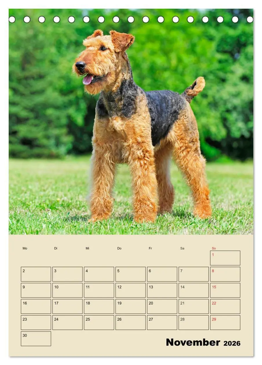 Bild: 9783516388107 | Airedale Terrier - Temperament auf 4 Pfoten (Tischkalender 2026 DIN...