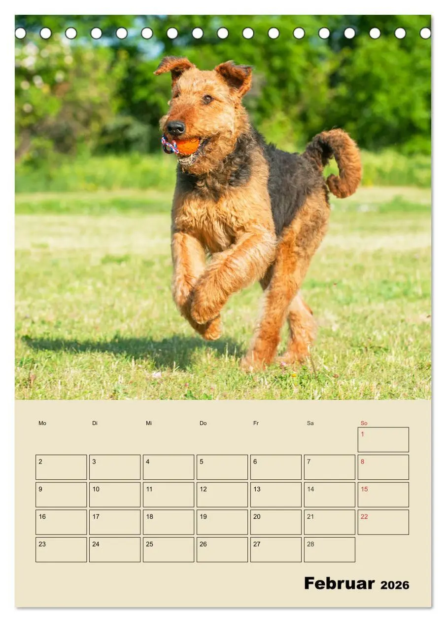 Bild: 9783516388107 | Airedale Terrier - Temperament auf 4 Pfoten (Tischkalender 2026 DIN...