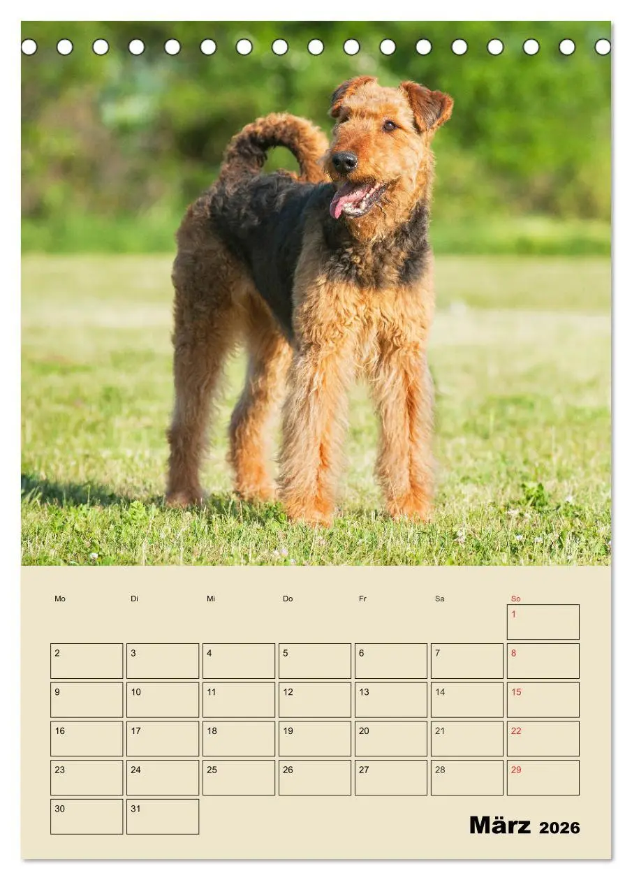 Bild: 9783516388107 | Airedale Terrier - Temperament auf 4 Pfoten (Tischkalender 2026 DIN...