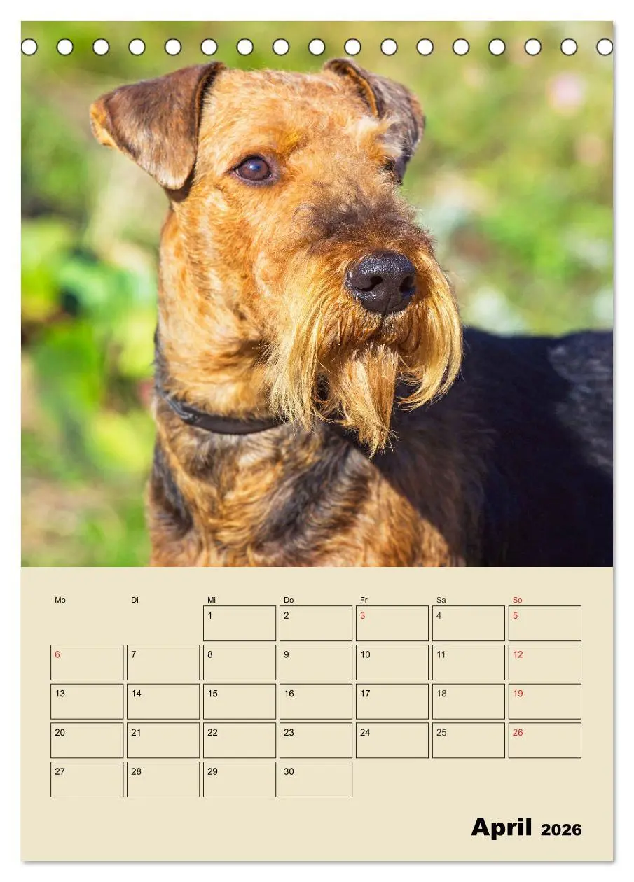 Bild: 9783516388107 | Airedale Terrier - Temperament auf 4 Pfoten (Tischkalender 2026 DIN...