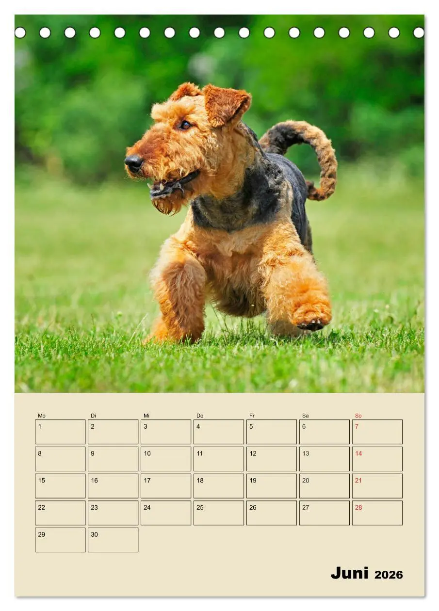 Bild: 9783516388107 | Airedale Terrier - Temperament auf 4 Pfoten (Tischkalender 2026 DIN...