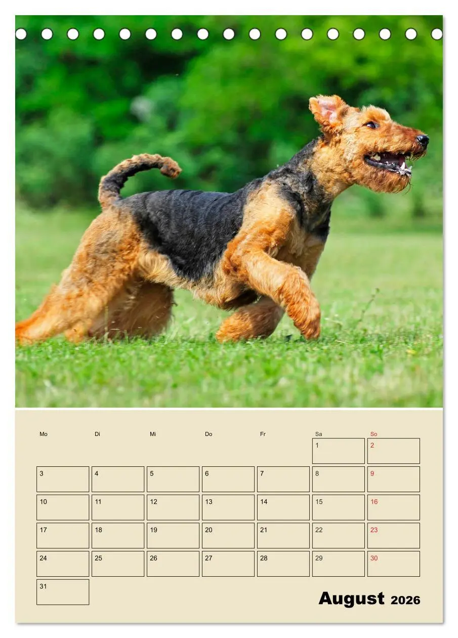 Bild: 9783516388107 | Airedale Terrier - Temperament auf 4 Pfoten (Tischkalender 2026 DIN...