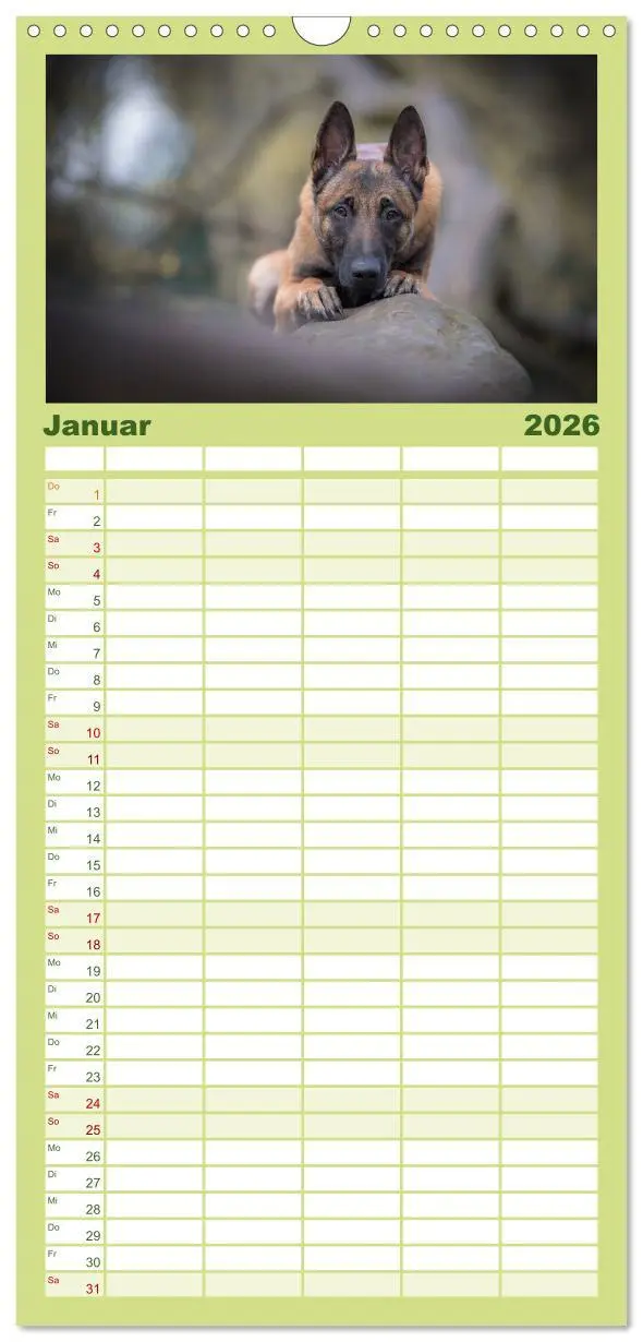 Bild: 9783516518207 | Familienplaner 2026 - Belgischer Schäferhund - Der Malinois mit 5...