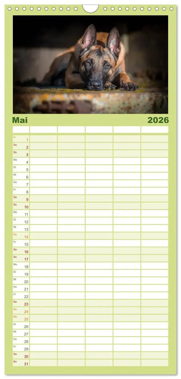 Bild: 9783516518207 | Familienplaner 2026 - Belgischer Schäferhund - Der Malinois mit 5...