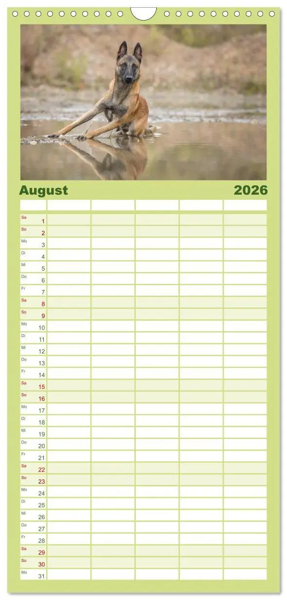 Bild: 9783516518207 | Familienplaner 2026 - Belgischer Schäferhund - Der Malinois mit 5...