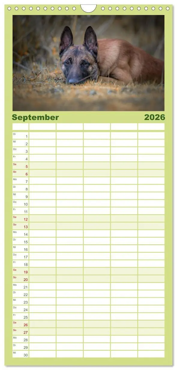 Bild: 9783516518207 | Familienplaner 2026 - Belgischer Schäferhund - Der Malinois mit 5...