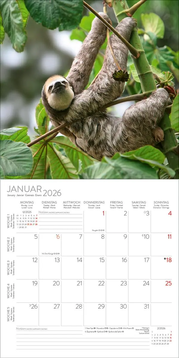 Bild: 9783731888307 | Faultier 2026 | Verlag Korsch | Kalender | 13 S. | Deutsch | 2026