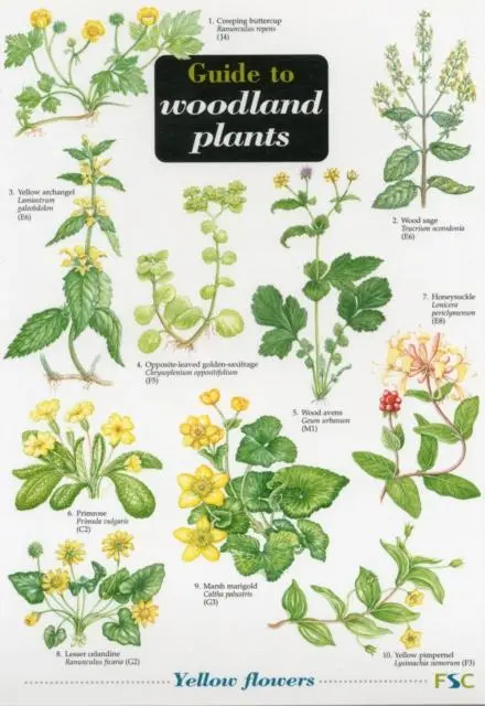 Cover: 9781851538607 | Guide to Woodland Plants | Mavis Gulliver (u. a.) | (Land-)Karte