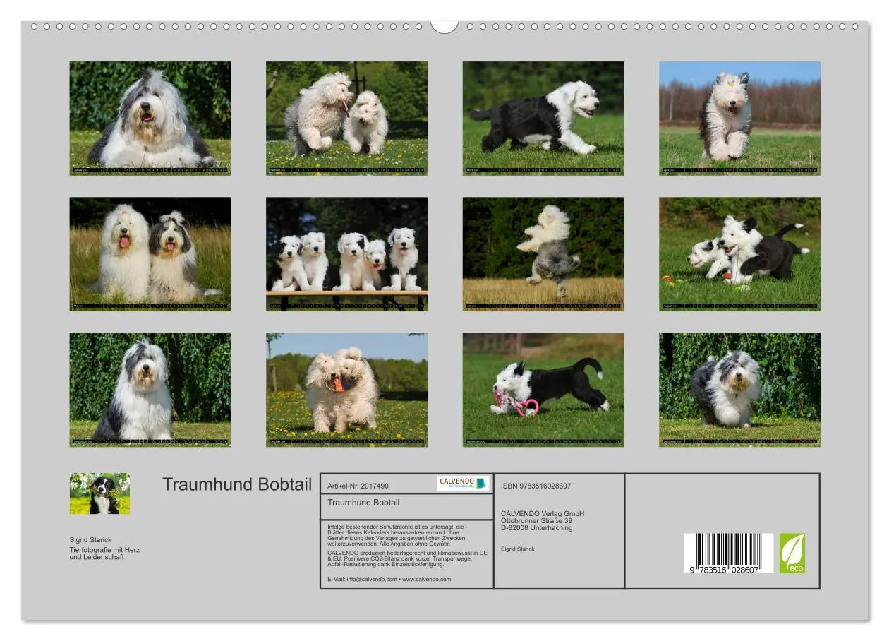 Bild: 9783516028607 | Traumhund Bobtail (hochwertiger Premium Wandkalender 2026 DIN A2...