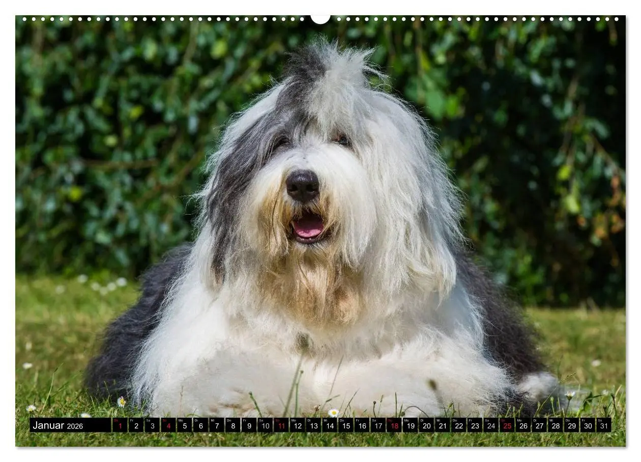 Bild: 9783516028607 | Traumhund Bobtail (hochwertiger Premium Wandkalender 2026 DIN A2...
