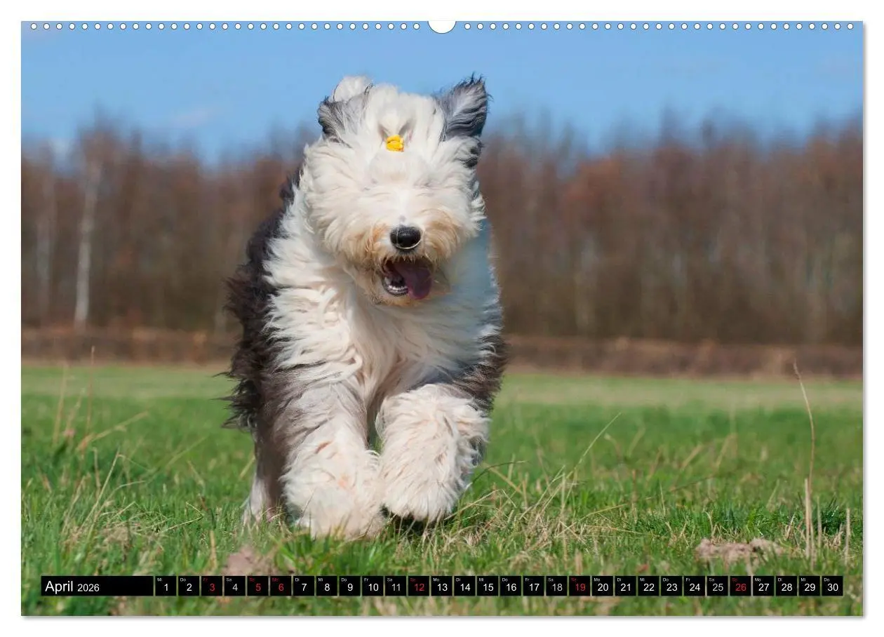 Bild: 9783516028607 | Traumhund Bobtail (hochwertiger Premium Wandkalender 2026 DIN A2...