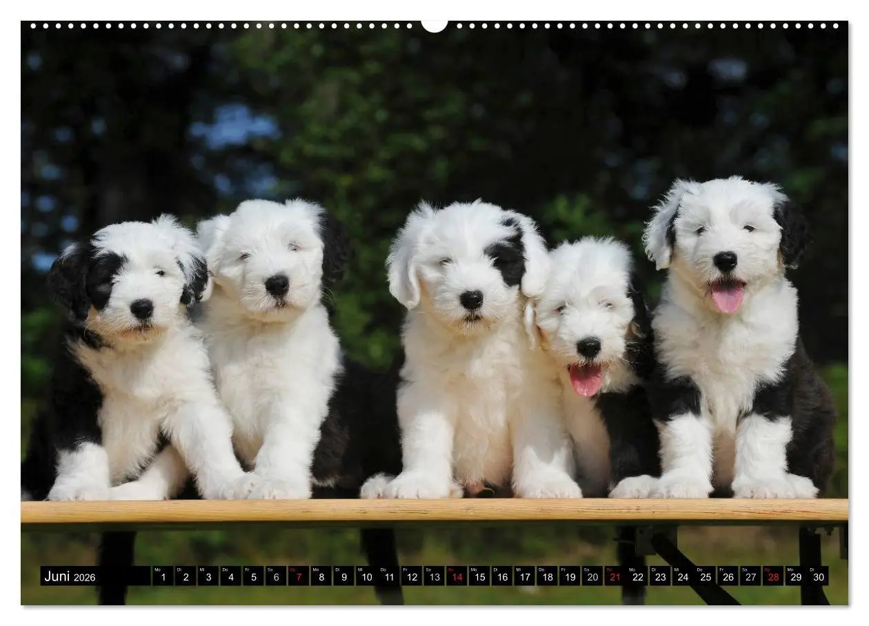 Bild: 9783516028607 | Traumhund Bobtail (hochwertiger Premium Wandkalender 2026 DIN A2...