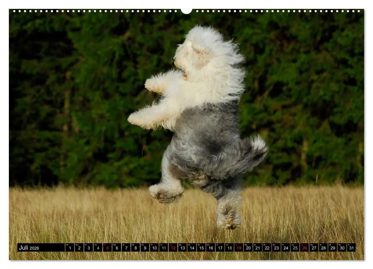 Bild: 9783516028607 | Traumhund Bobtail (hochwertiger Premium Wandkalender 2026 DIN A2...