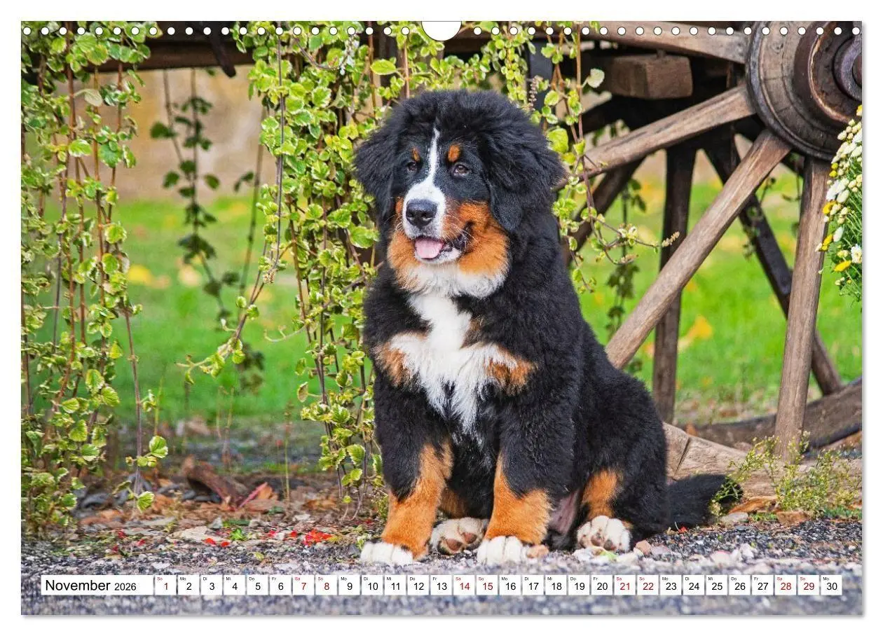 Bild: 9783516718607 | Berner Sennenhunde - Freunde für ein ganzes Leben (Wandkalender...