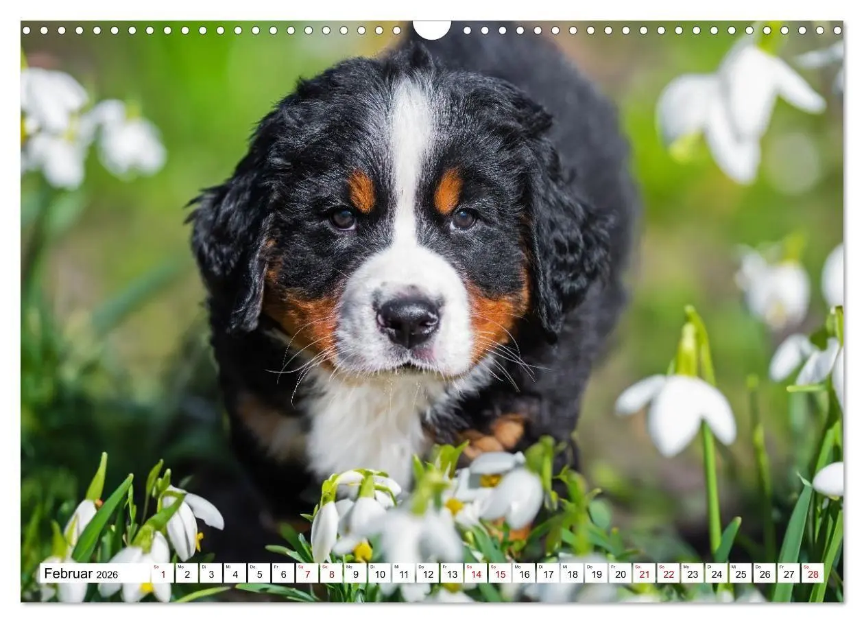 Bild: 9783516718607 | Berner Sennenhunde - Freunde für ein ganzes Leben (Wandkalender...