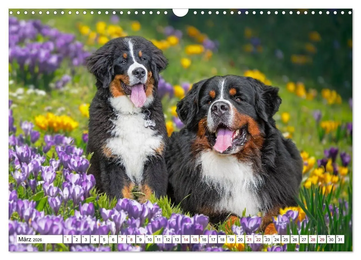 Bild: 9783516718607 | Berner Sennenhunde - Freunde für ein ganzes Leben (Wandkalender...
