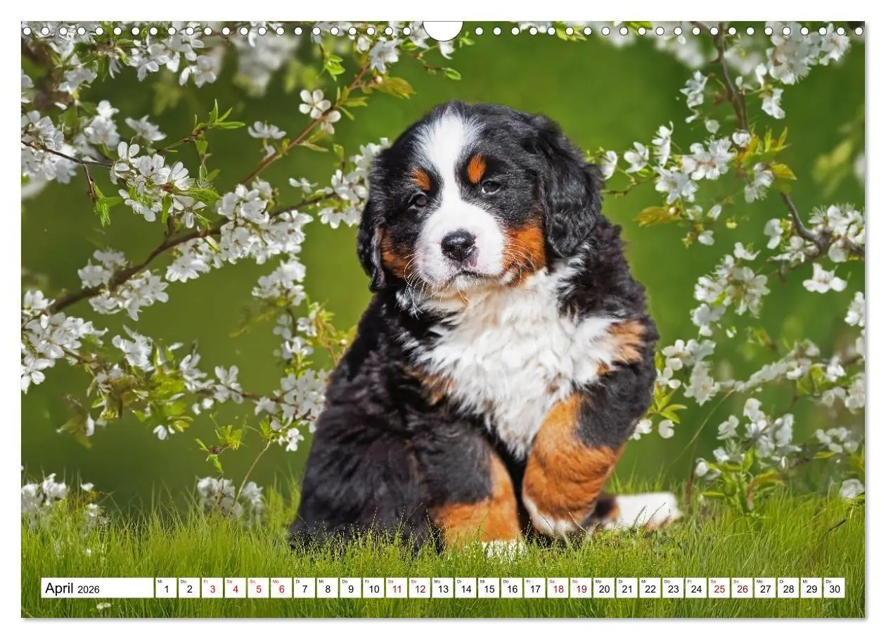 Bild: 9783516718607 | Berner Sennenhunde - Freunde für ein ganzes Leben (Wandkalender...