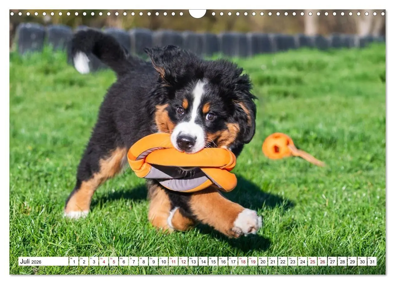Bild: 9783516718607 | Berner Sennenhunde - Freunde für ein ganzes Leben (Wandkalender...