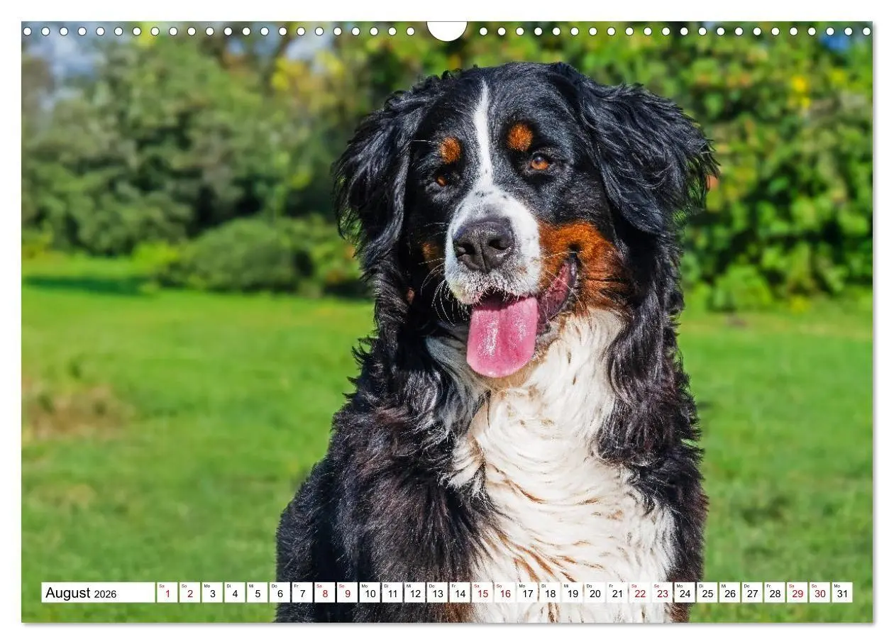 Bild: 9783516718607 | Berner Sennenhunde - Freunde für ein ganzes Leben (Wandkalender...